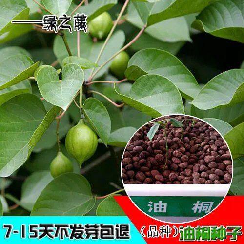 林木种子新采优质油桐种子油桐树种子桐油树种子桐子树光桐木油树花卉
