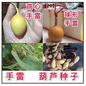 小手雷葫芦种子籽 特小文玩手捻庭院阳台盆栽葫芦大亚腰瓢瓠子籽