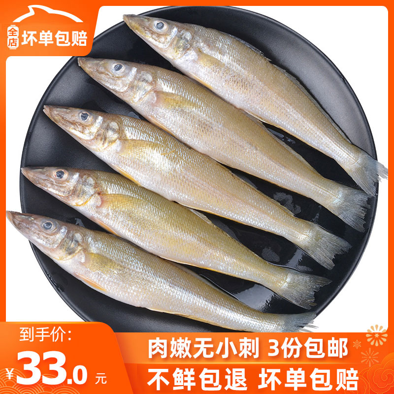 青岛深海鱼沙丁鱼新鲜鲜活冷冻速冻冰鲜海鲜水产烧烤食材500g