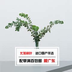 昆明鲜花速递 进口国产尤加利叶批发  高档配材可做干花 满百包邮