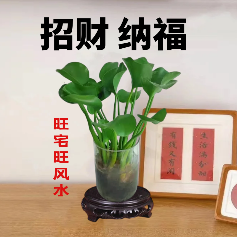 招财旺宅四季花卉盆栽绿植好养活花卉大全室内外种植阳台懒人花卉