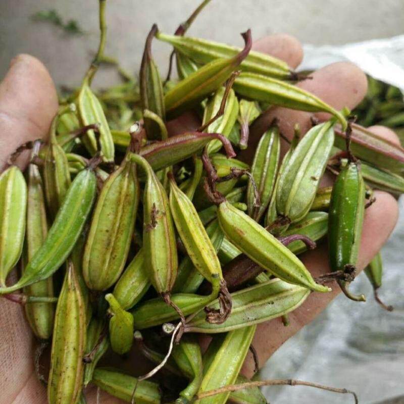 白芨种子新产紫花三叉大白芨种籽顺丰包邮优质白芨果荚