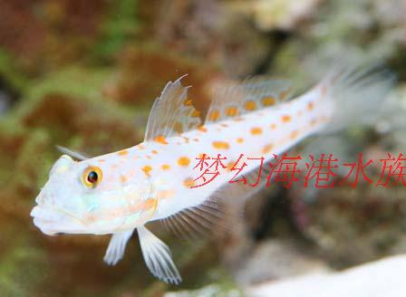海水鱼 观赏鱼 钻石哨兵虾虎在类目 宠物/宠物食品及用品, 水族世界, 鱼中 - 来自Buy2taobao.com提供专业的淘宝代购服务