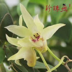 铁皮石斛花 铁皮枫斗花 石斛干花茶 10克 29元包邮 买3送1