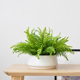 【九思】仿真绿植物盆栽 棕榈蕨叶桌摆 样板间商用装饰摆件art301