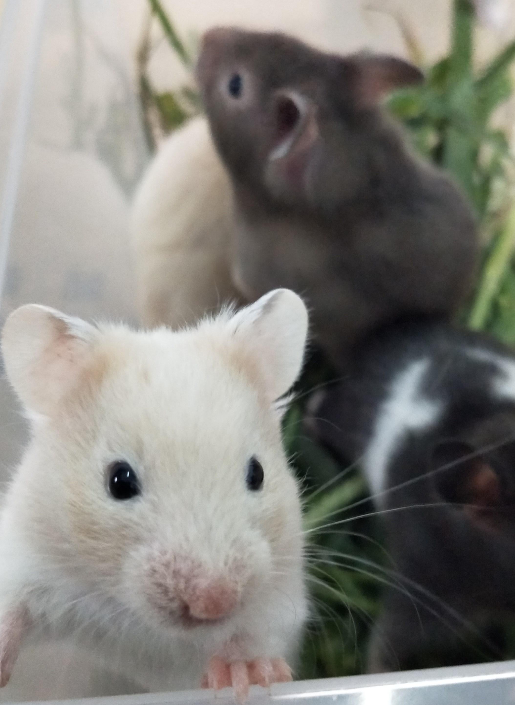 热销动物活体老虎_金丝熊奶牛眼圈虎纹米熊仓鼠活物已打疫苗活体宠物