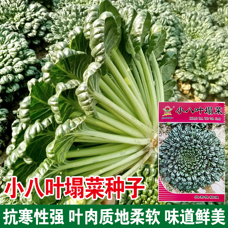 乌塌菜种子小八叶塌菜矮棵黑叶青菜菊花菜耐寒菜籽秋冬播蔬菜种子