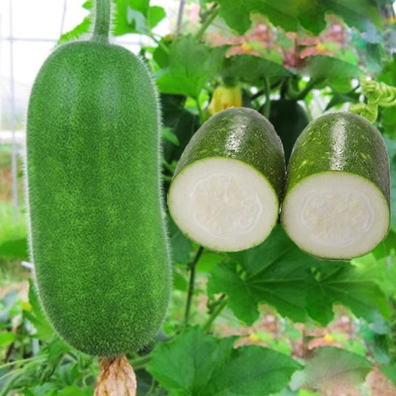绿宝小冬瓜种子 迷你2-3斤早熟高产春秋四季栽培抗病性强做冬瓜盅