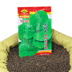 木耳菜种子爬藤图片