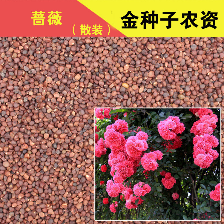 散装蔷薇花种子 阳台庭院盆栽花卉种子月季花种子 易种四季播种
