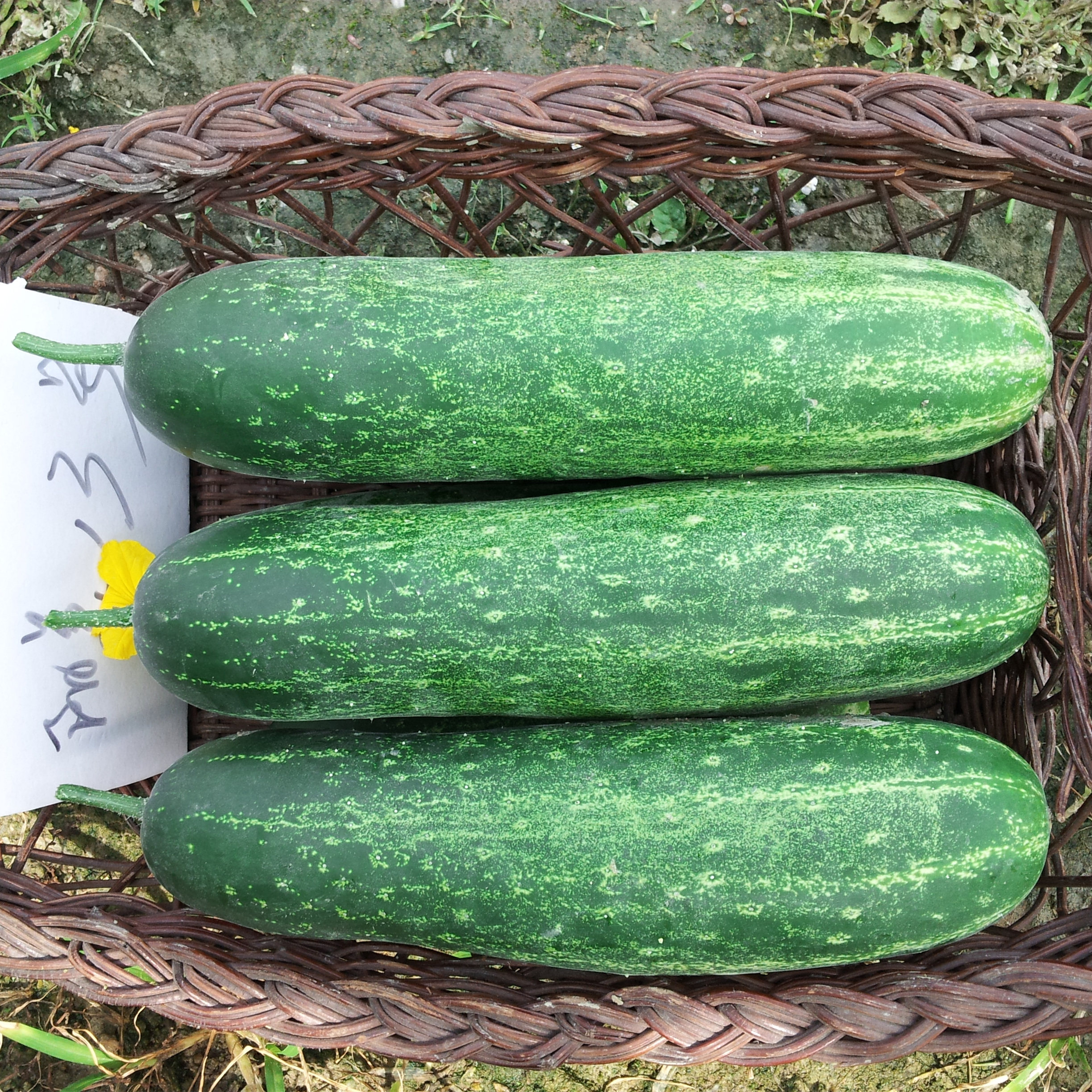 灰青大吊瓜种子春夏季大青瓜耐热旱黄瓜种籽阳台盆栽四季蔬菜种孑