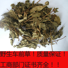 车前草 新鲜野生车前草中药中药材批发250g