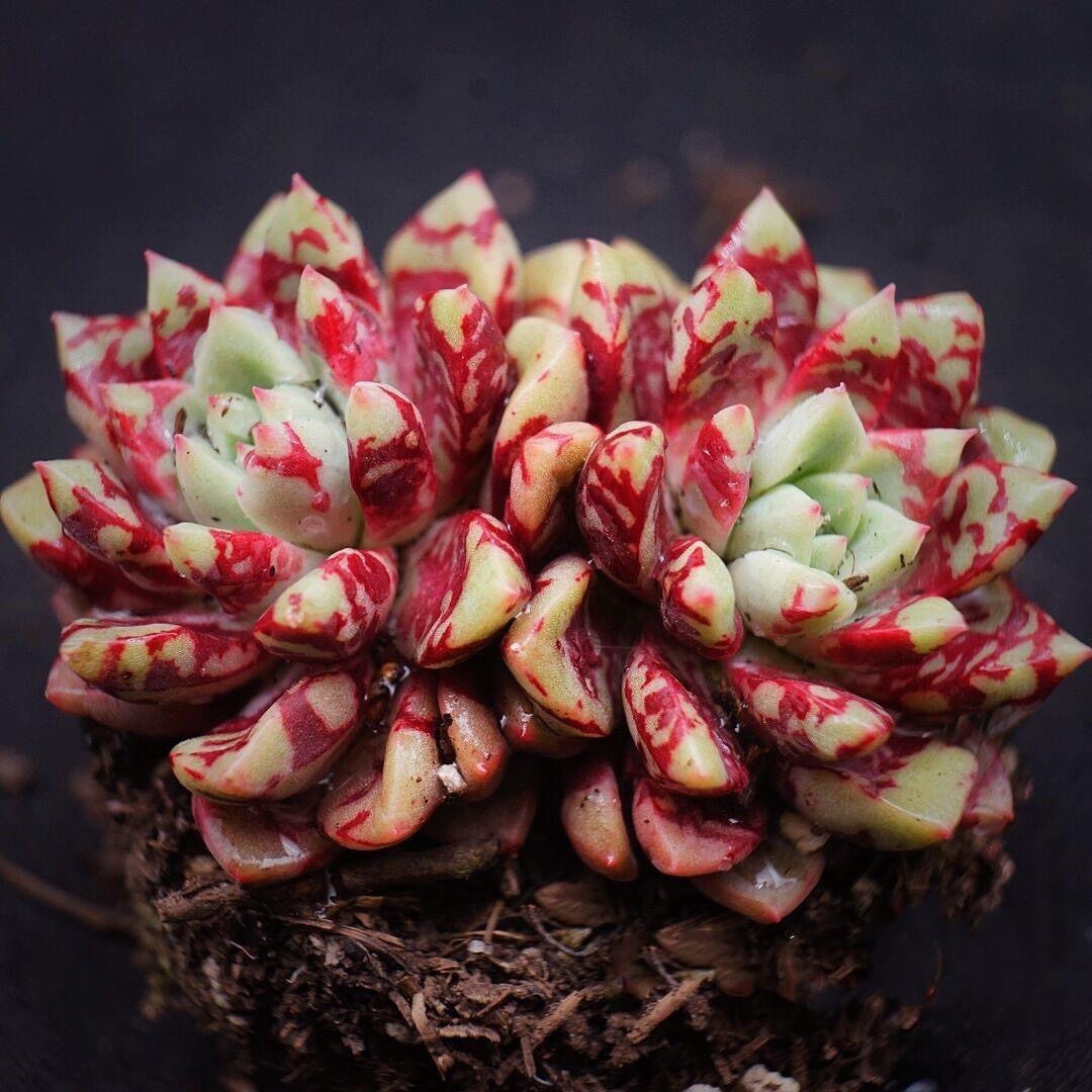 血滴子/血燕血斑糖心周正稀有贵货多肉植物盆栽奇趣肉肉阳台花卉