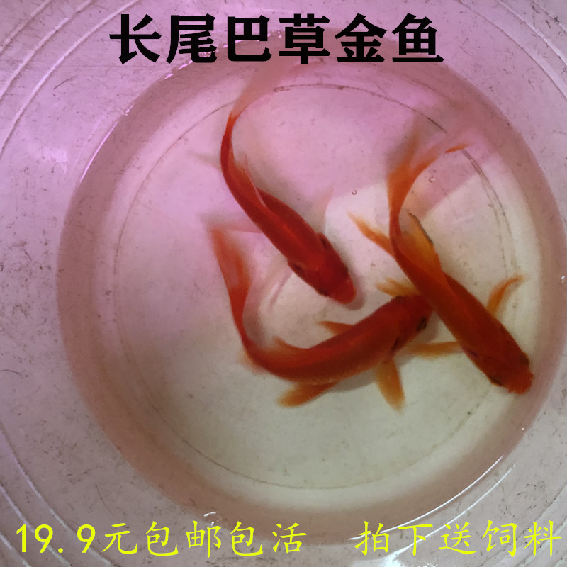 草金活体淡水观赏鱼全红红白五花金鱼芙蓉鱼单长尾巴水族宠物包邮