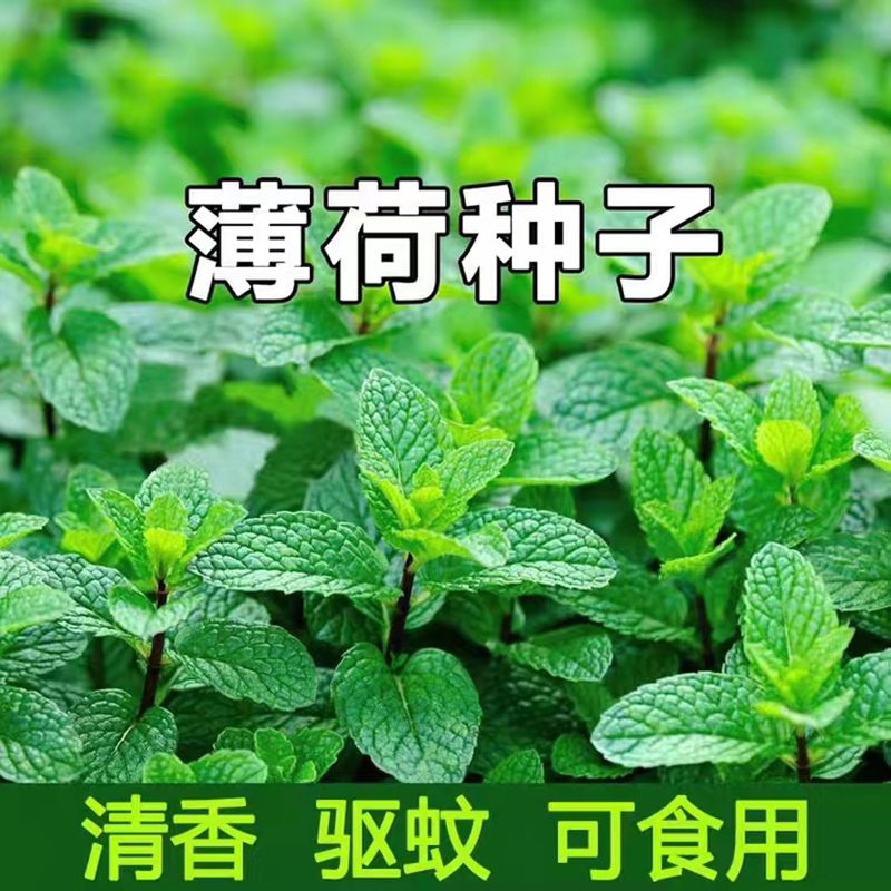 薄荷种子盆栽阳台花卉可食用薄荷种苗猫薄荷种孑留兰香食用薄荷籽