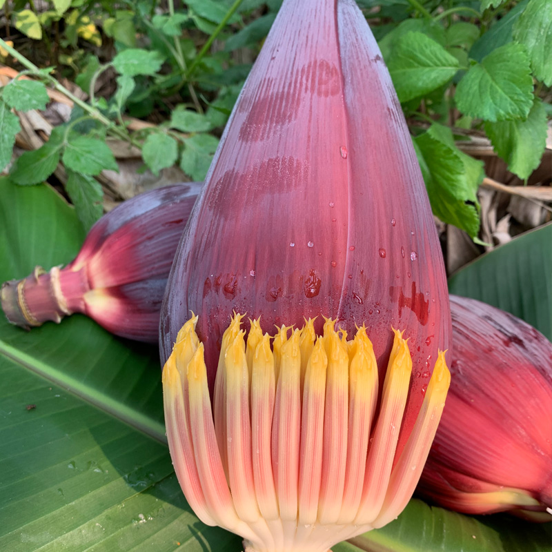 广西野生芭蕉花新鲜香蕉花蕾大蕉花酒