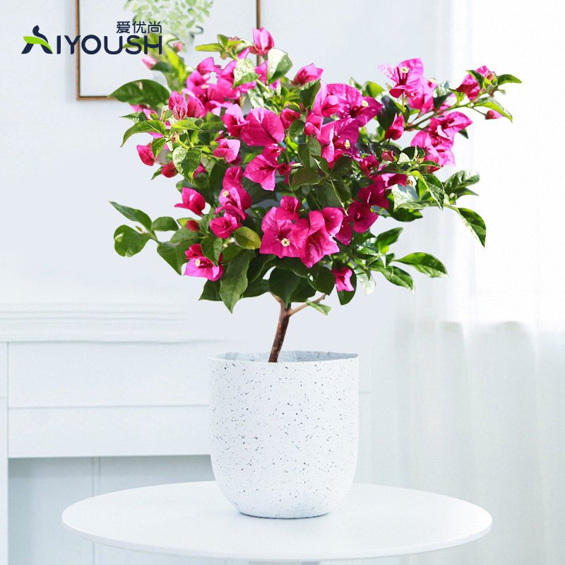 爱优尚三角梅盆栽三叶梅花卉爬藤植物阳台庭院老桩多色四季带花苞