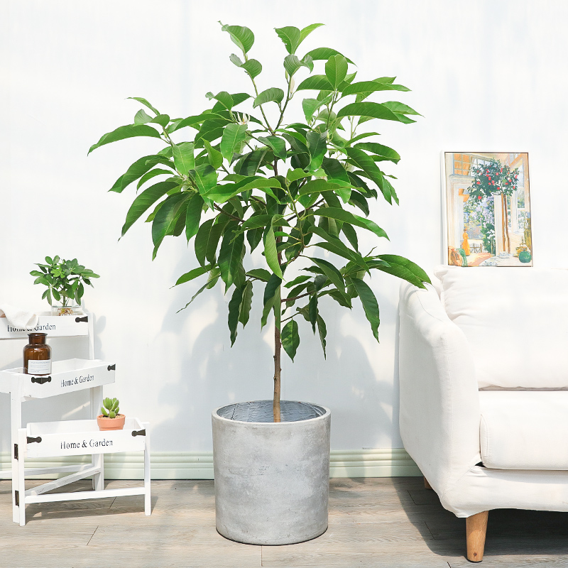 白兰花盆栽植物室内浓香