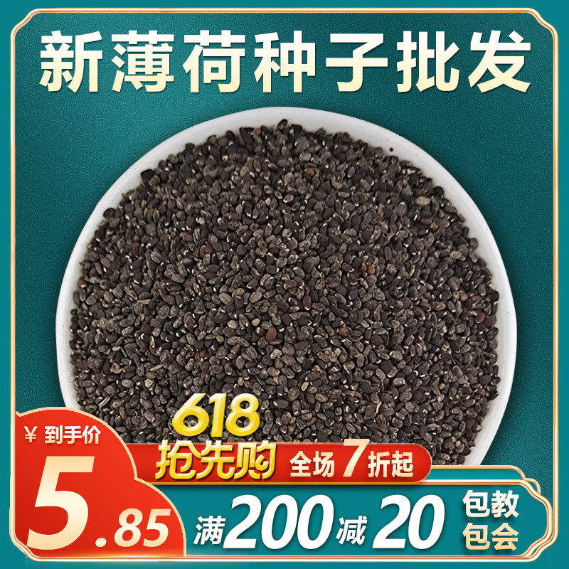 可食用薄荷种子盆栽四季驱蚊易活室内室外种子孑植物花卉花籽香草