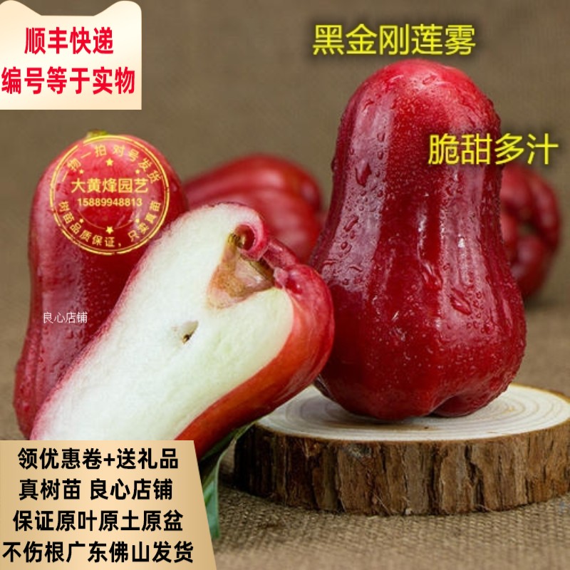 台湾品种黑糖芭比泰国黑金刚莲雾大果爆汁爽口新鲜水果5斤包顺丰