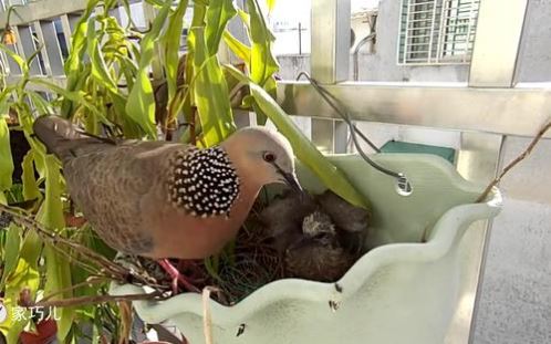 鸽子斑鸠鸟观赏小手养养青年包朱静白斑鸠鹧鸪人工一对手放生成年在类目 宠物/宠物食品及用品, 鸟类及用品, 鸟中 - 来自Buy2taobao.com提供专业的淘宝代购服务