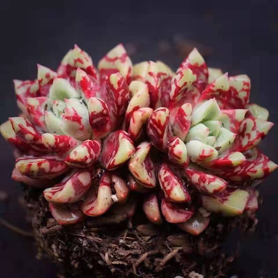 糖心血滴子血燕多肉植物好养肉肉阳台办公室室内美观趣味小盆栽