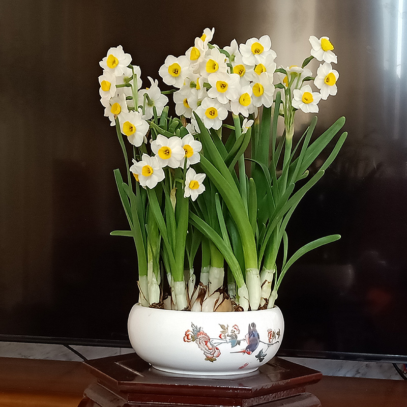 漳州水仙花种球_漳州水仙花种球单瓣水培冬季花卉复瓣室内水养盆栽