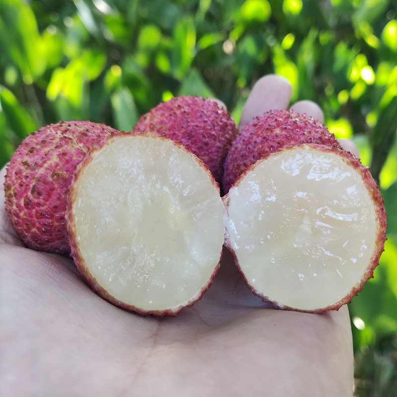 海南无核荔枝鲜荔枝 当季新鲜水果 妃子笑糯米糍5斤顺丰包邮礼盒