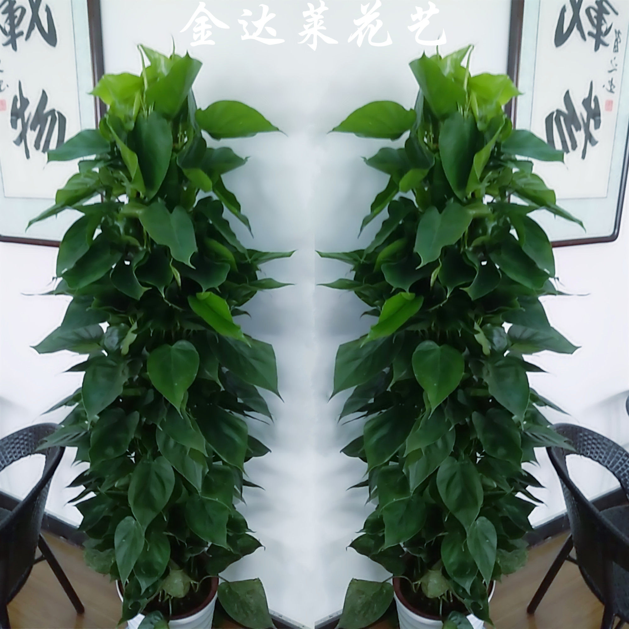 天津同城绿植花店心叶藤大型盆栽开业送礼乔迁室内办公室净化空气