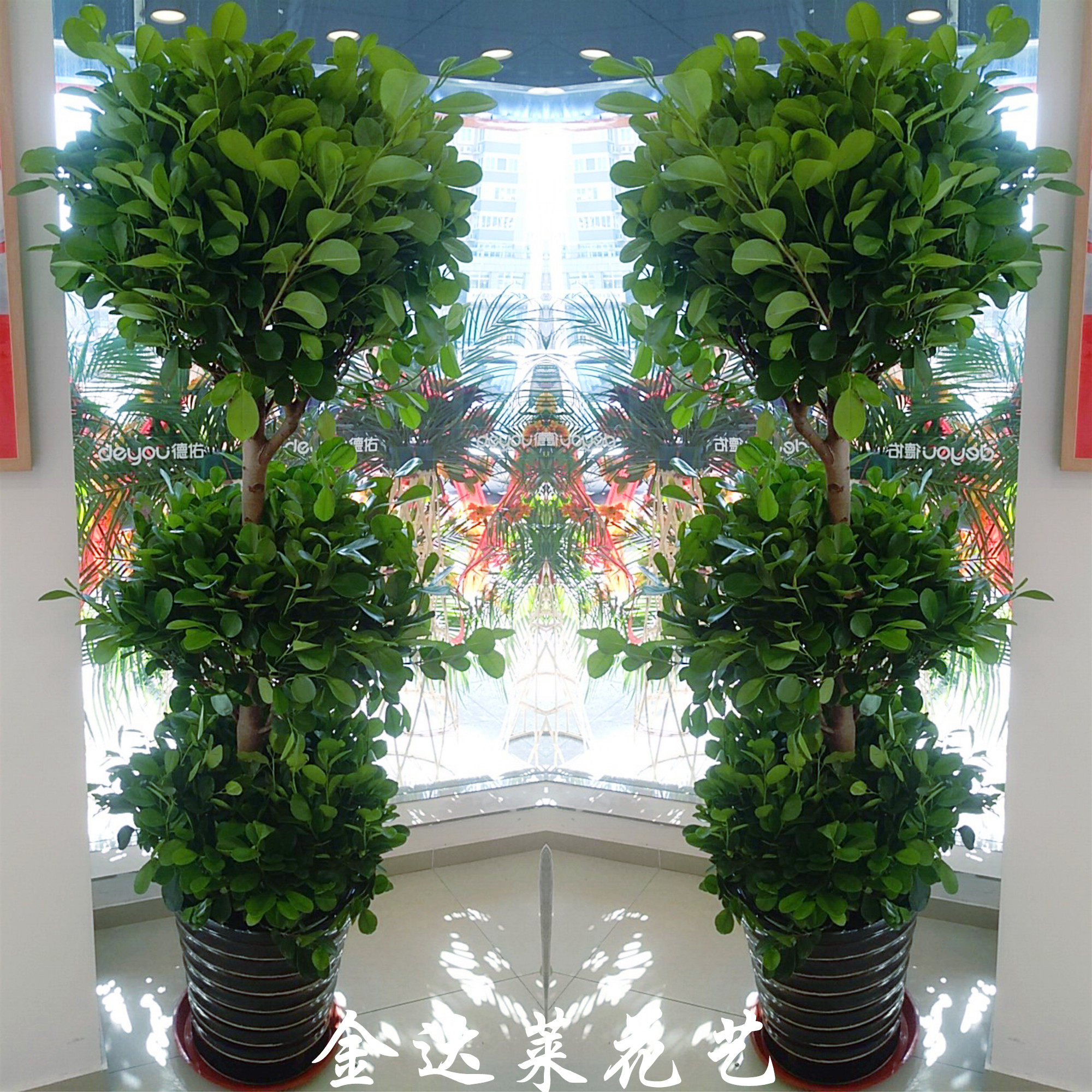 三层大金钱榕天津同城实体专人配送办公室开业绿植盆栽室内吸甲醛