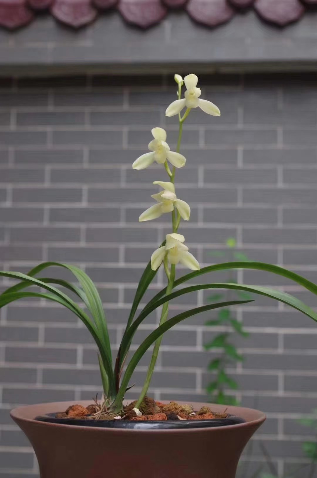 兰花建兰(建兰花图片)