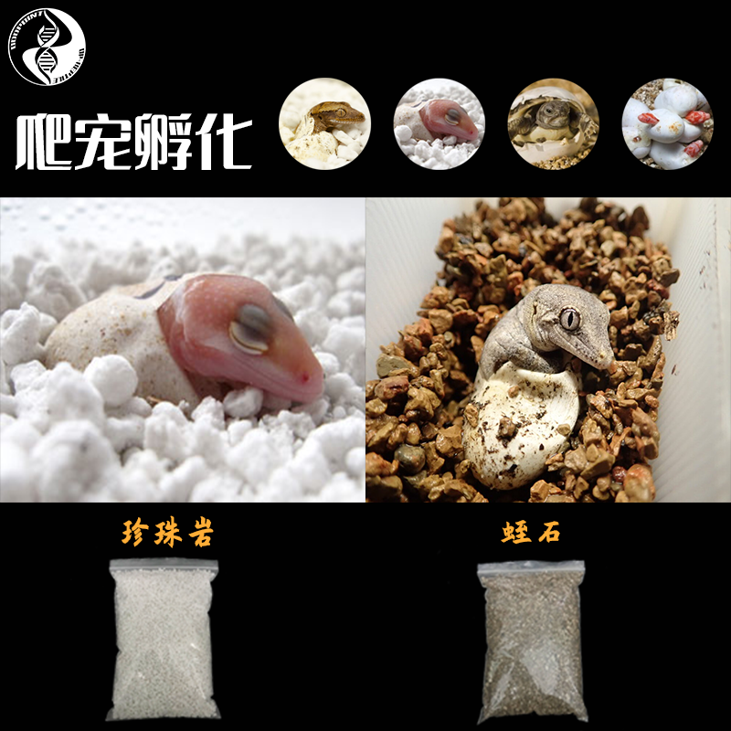 异点守宫产房孵化垫材蛭石珍珠岩爬宠豹纹肥尾鬃狮蜥蜴产蛋盒蛋托