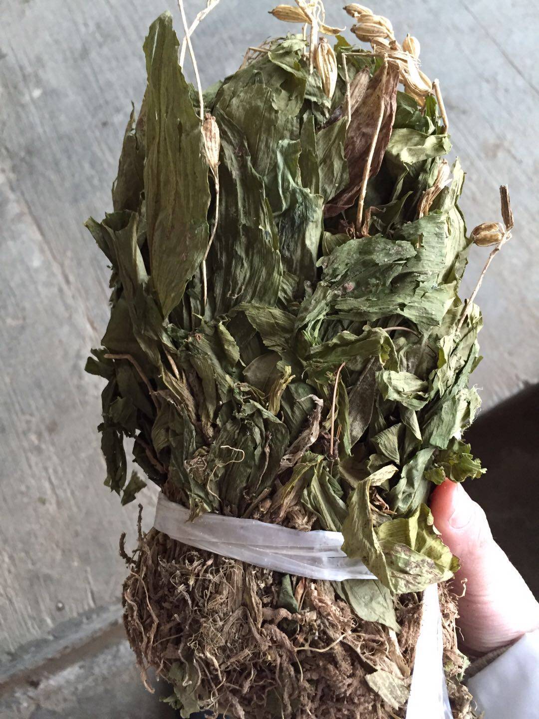 中药材见血清苗 无硫天然包邮500g