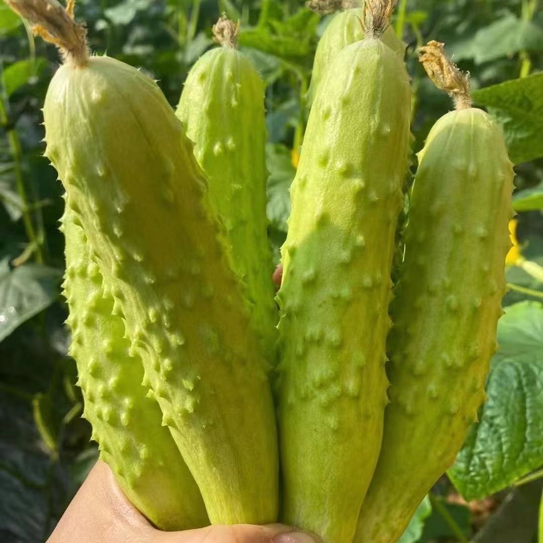 水果黄瓜新鲜生吃小青瓜旱黄瓜山东本地应蔬菜现摘现发5斤包邮