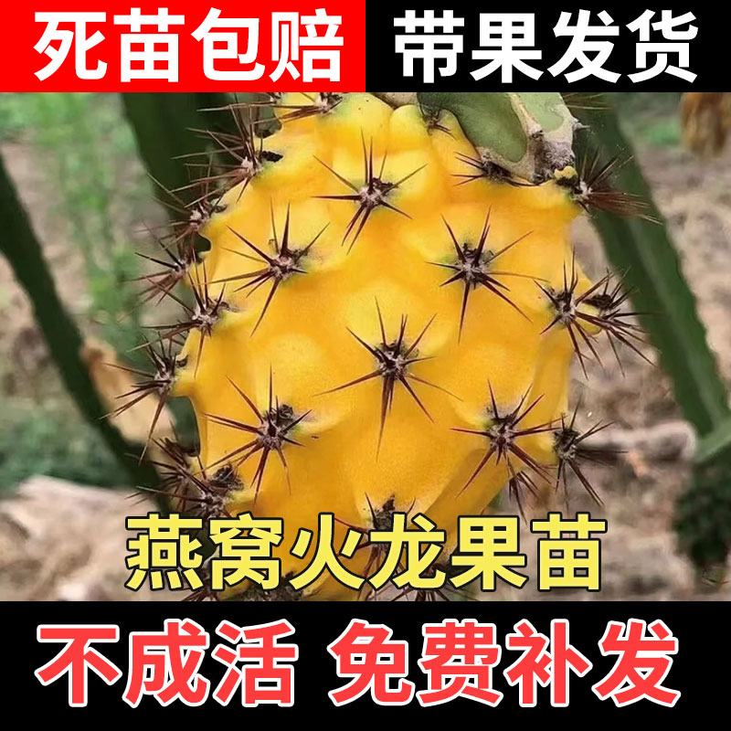 燕窝火龙果树果苗地栽庭院阳台种植带果四季名贵树苗盆栽当年结果