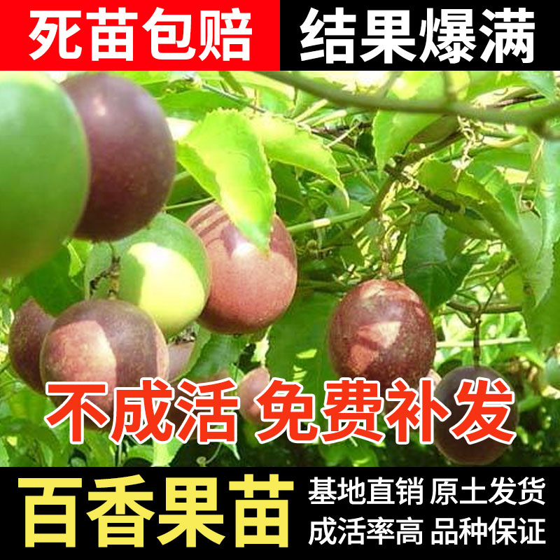 百香果树果苗紫香台农1号南方阳台庭院种植鸡蛋树苗四季不断结果