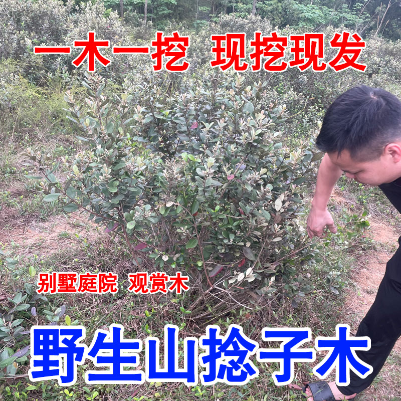 野生桃金娘山捻子树苗特大棵庭院别墅种植风景树苗木当年结果爆满