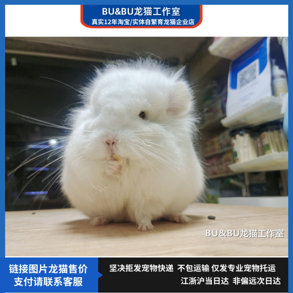 龙猫宠物优惠专场