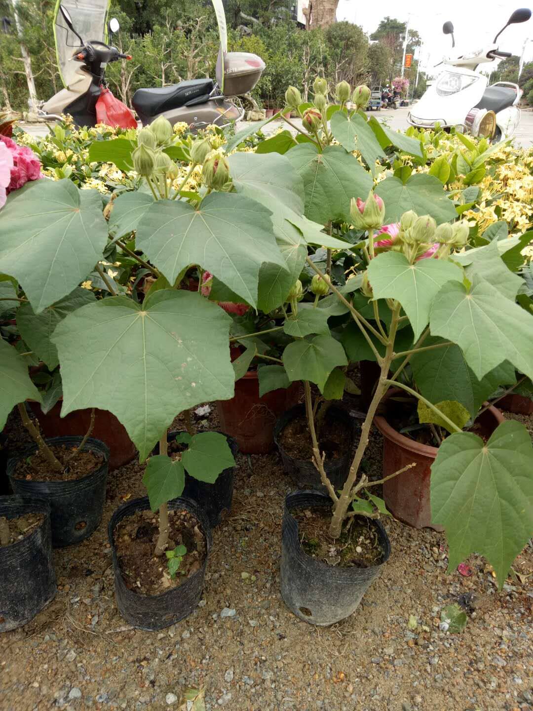 木芙蓉 芙蓉树苗 重瓣醉芙蓉花苗 三醉芙蓉变色耐寒室内外绿化当