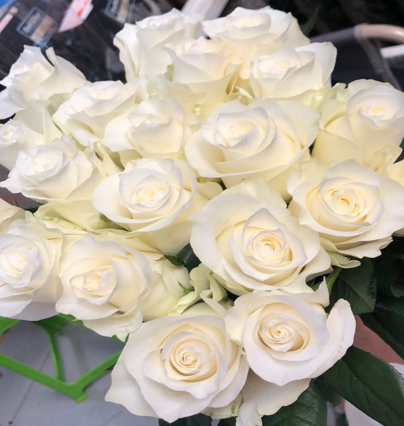 骄傲洁白 北极熊玫瑰 生日爱情表白礼物 家庭diy花艺同城鲜花速递