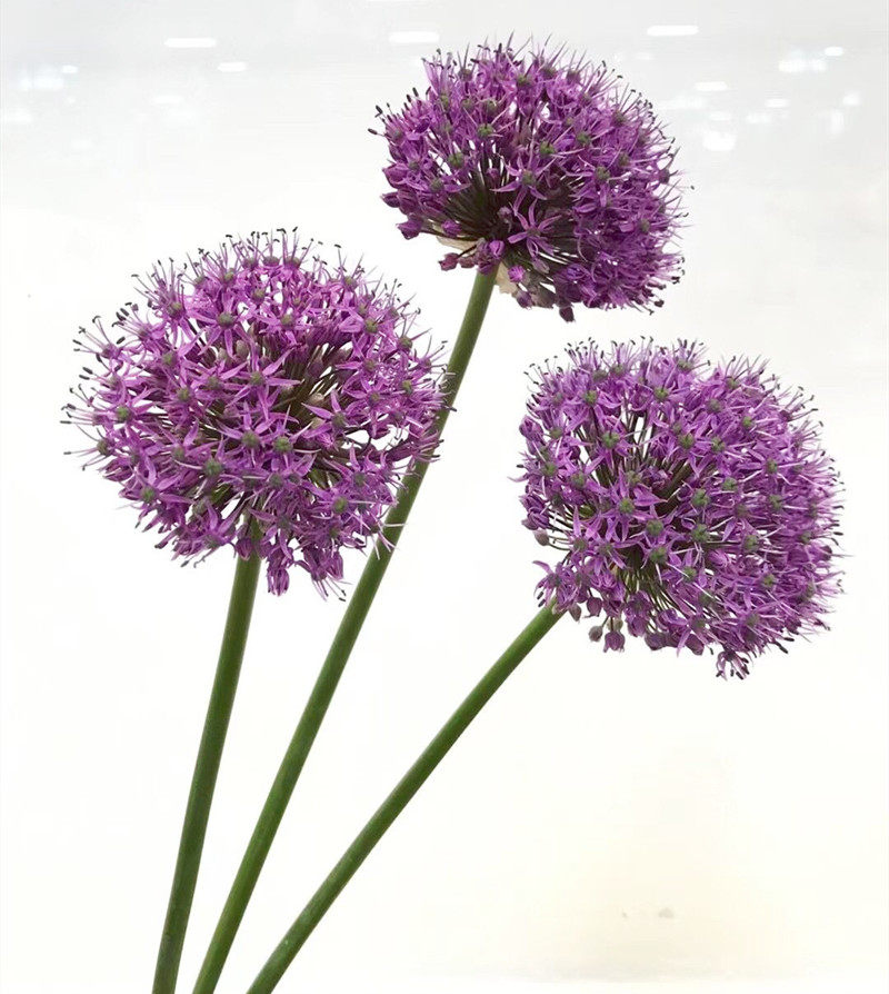 葱球 葱花鲜切花 好养水培瓶插花 生日爱情礼物 同城顺丰鲜花速递