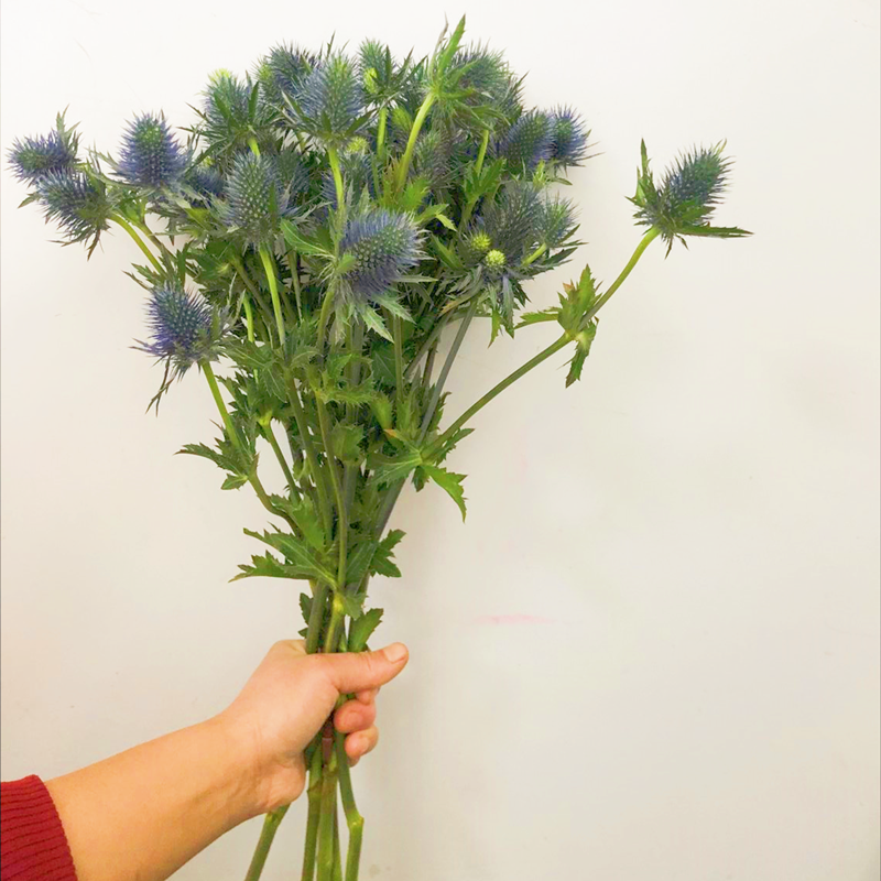 进口大花蓝刺芹可自然风干花卉装饰diy瓶插花个性小资订花顺丰