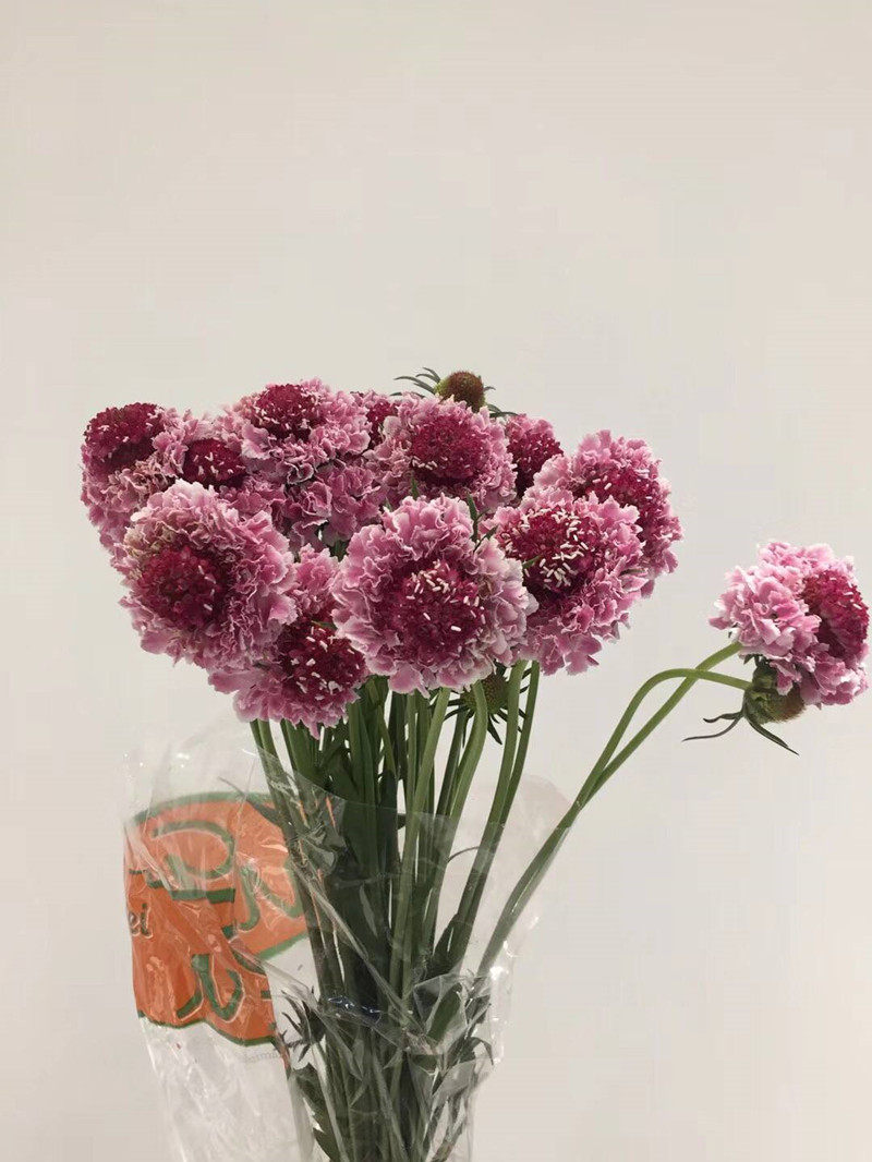 荷兰进口松虫草 多色松虫草鲜花 家庭办公室婚礼插花 同城速递