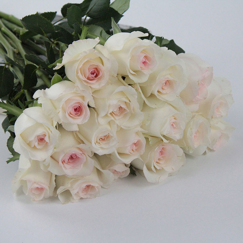 小白兔玫瑰花鲜花直批云南直发真花新鲜昆明基地斗南花市水养花束