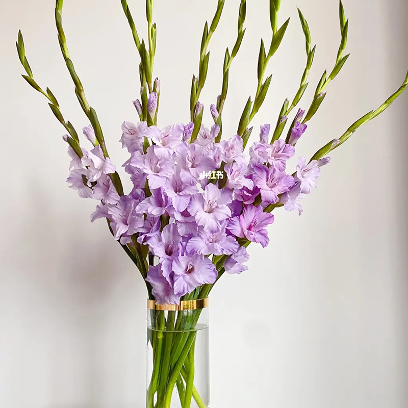 剑兰切花鲜花云南直发基地斗南水培真花水养家用节节高鲜切花紫色优惠
