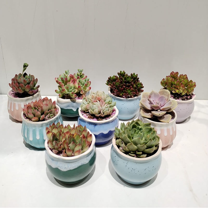 多肉植物桌面小盆栽阳台花卉肉肉组合室内办公室好养绿植盆栽