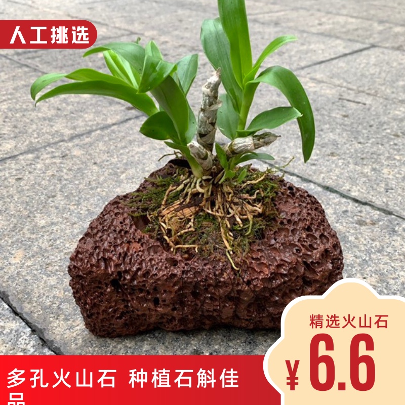 精选火山石 大小碎石 石斛种植材料 富含矿物元素石斛绑植 易走根