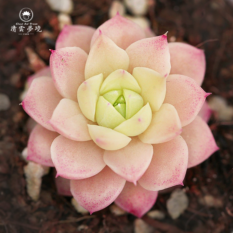 韩货新品——麦秆 各种性状 稀有品种多肉植物