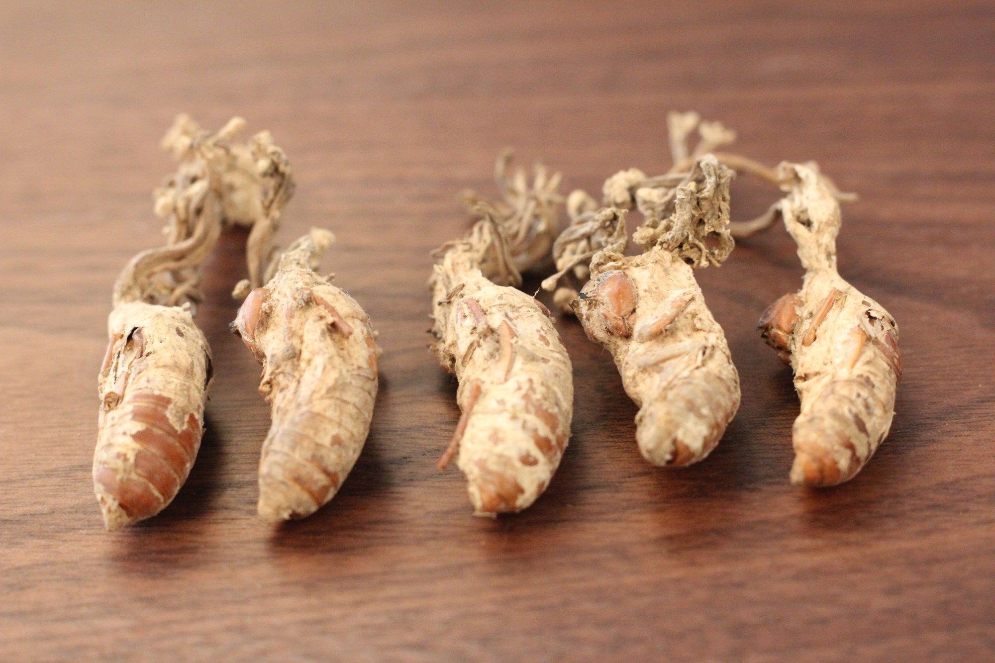 省10元 大别山野生金蝉花新货250g大虫草知了花中药材竹林蝉花 88