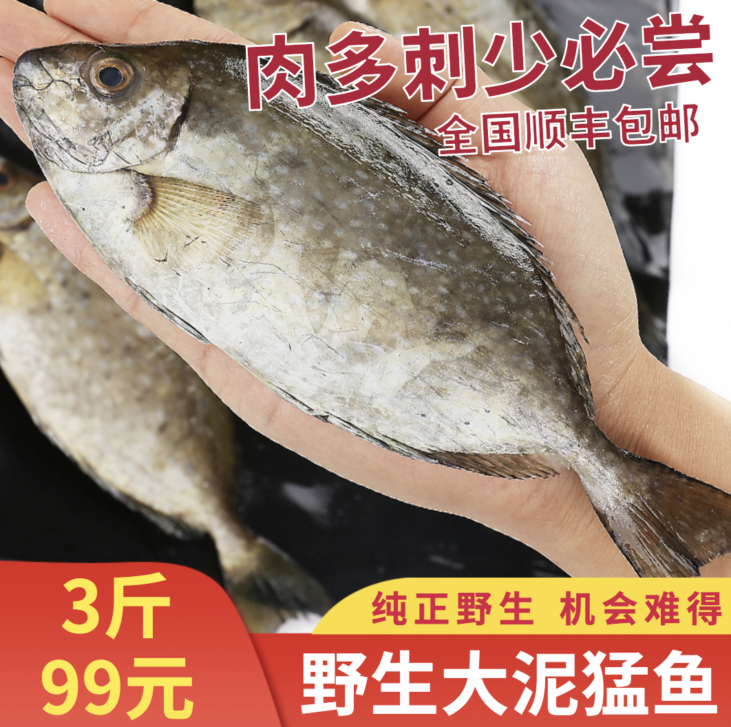 阳江海陵岛野生泥猛鱼秋叶鱼潮汕娘艾鱼挨篮子鱼海鲜 3斤全国包邮